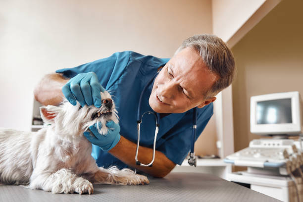 Best Emergency Dental Care for Abscessed Tooth in Eldorado, TX